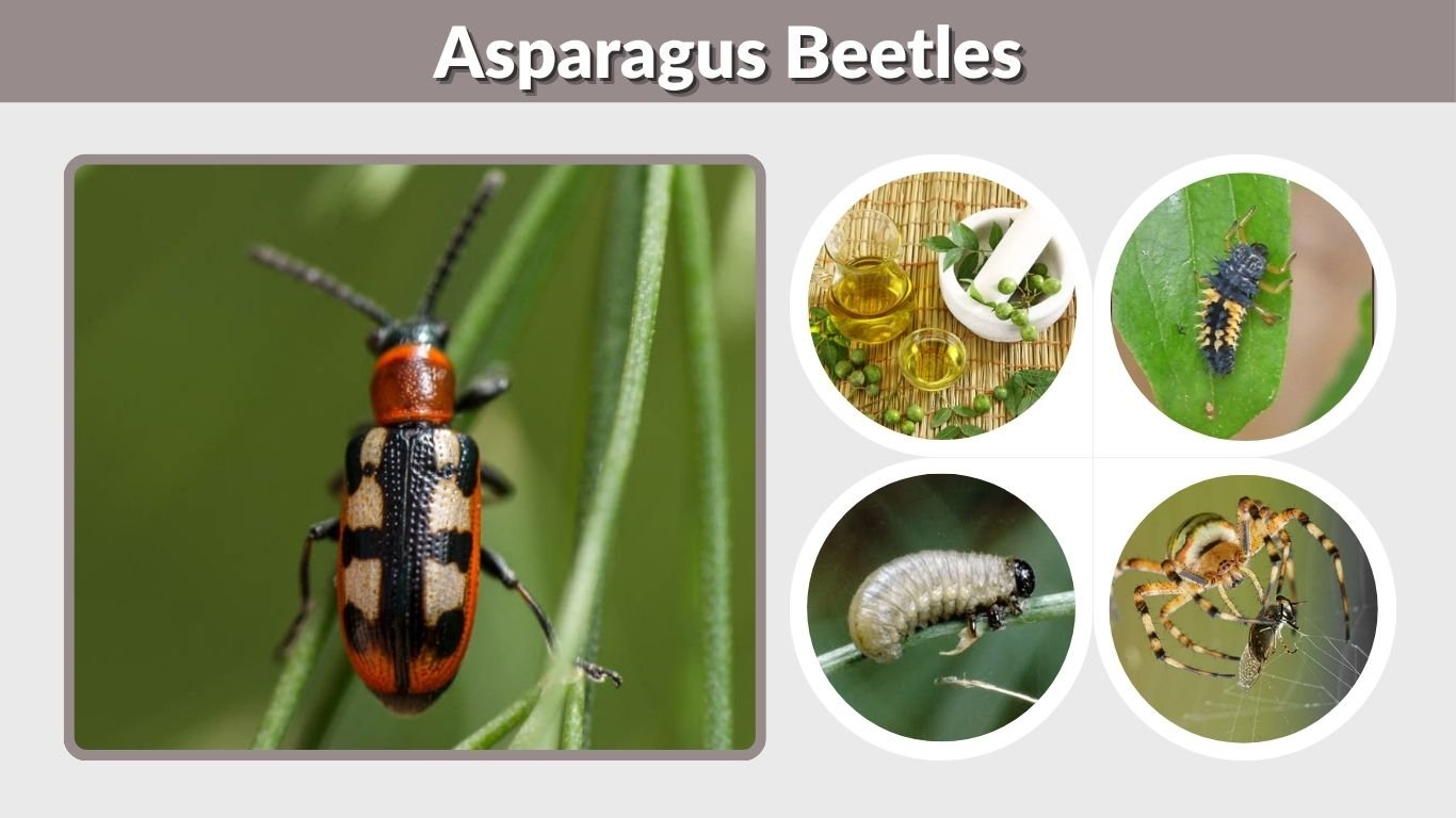 Asparagus Beetles: Identification, Damage, and Control