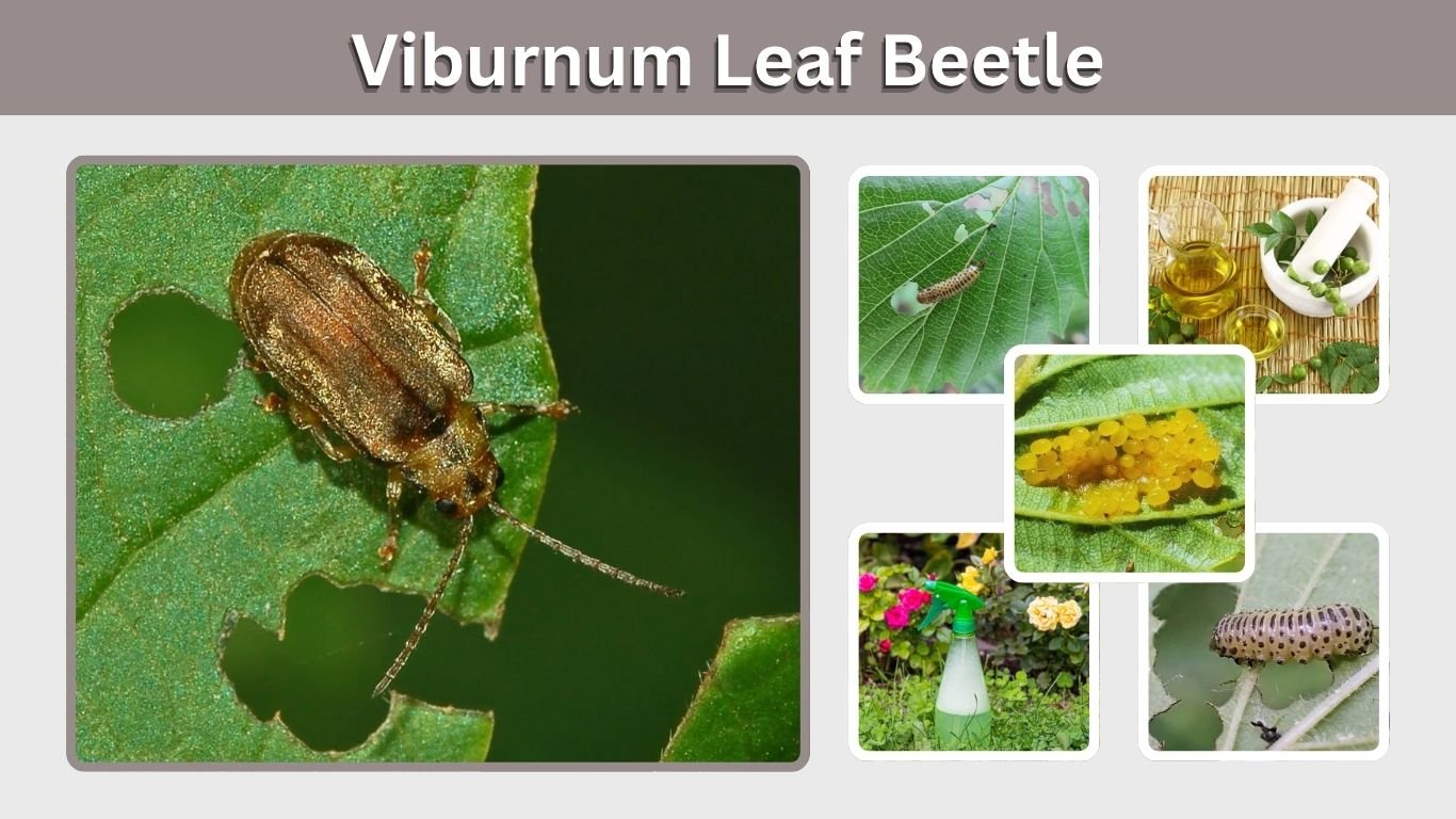 Viburnum Leaf Beetle: Identification, Damage & Control