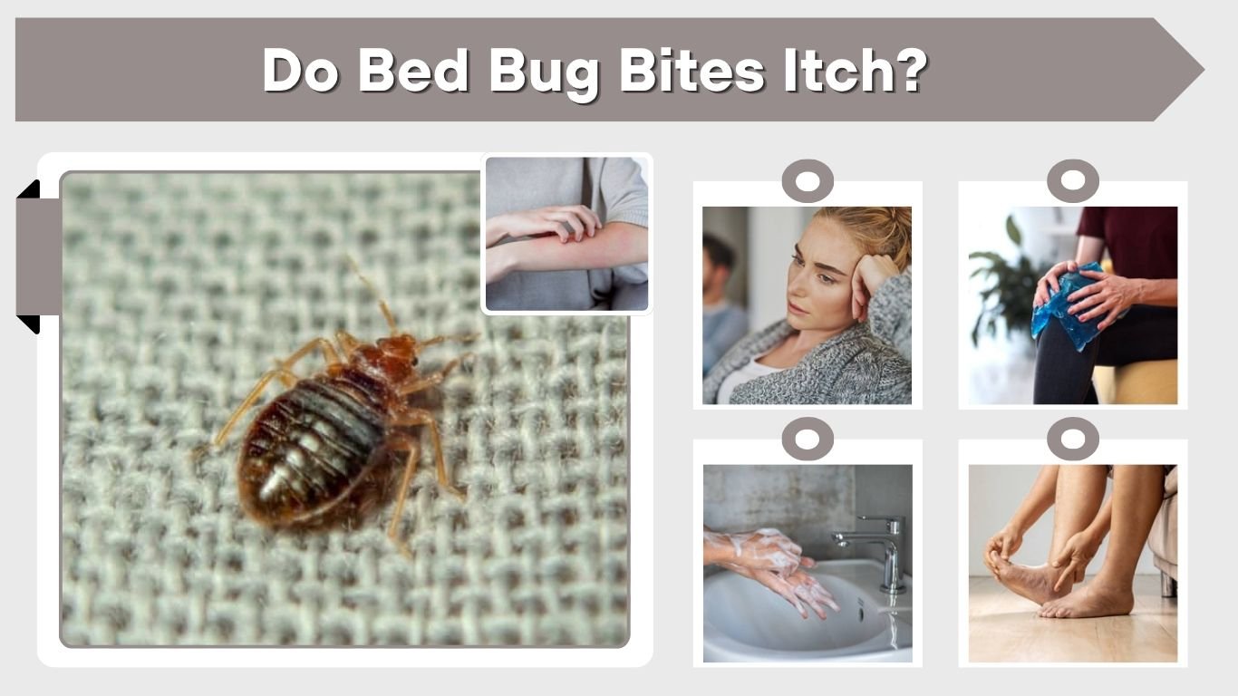 Do Bed Bug Bites Itch? Symptoms, Timing & Relief