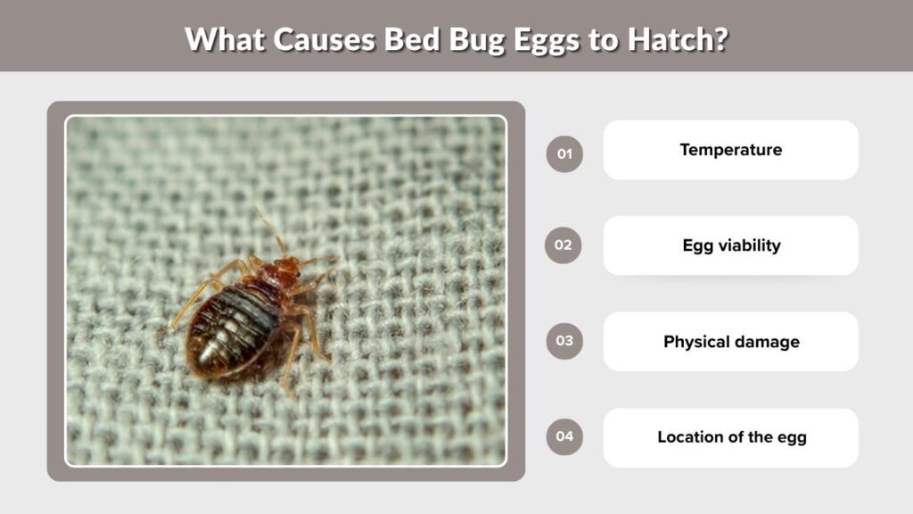 What Causes Bed Bug Eggs to Hatch?