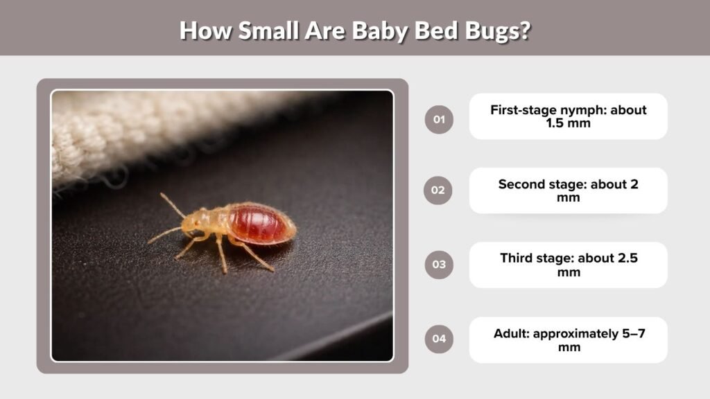 How Small Are Baby Bed Bugs?