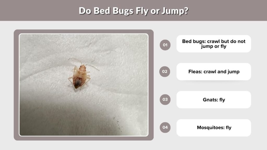 Do Bed Bugs Fly or Jump?