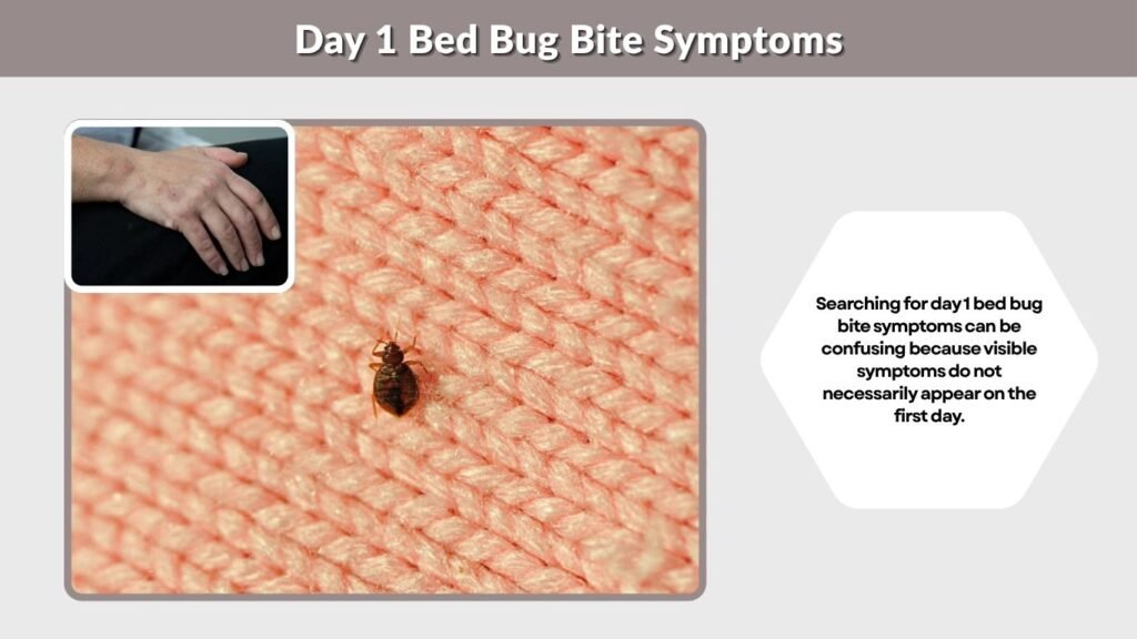 Day 1 Bed Bug Bite Symptoms