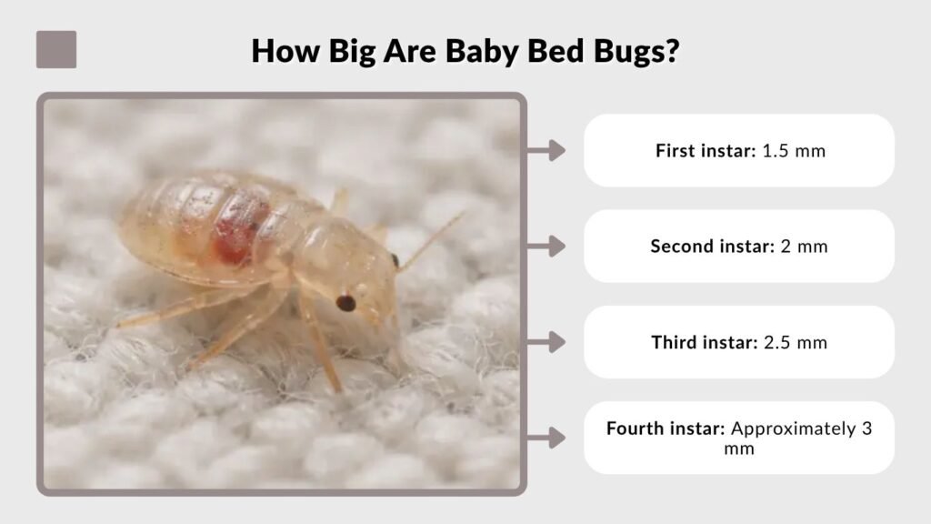 How Big Are Baby Bed Bugs?