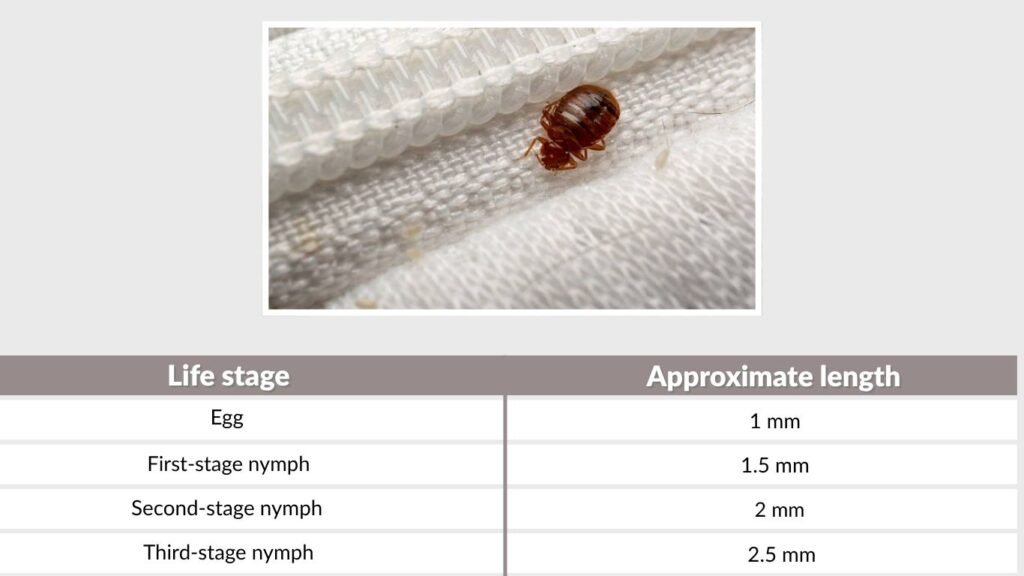How Big Are Baby Bed Bugs?