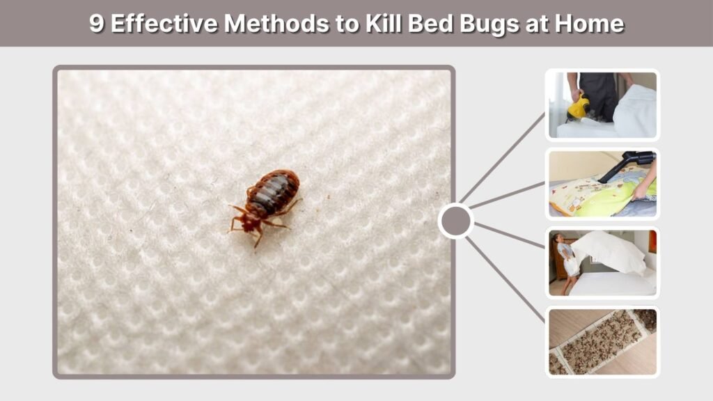 9 Effective Methods to Kill Bed Bugs at Home