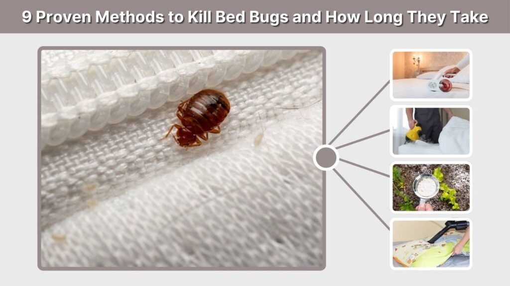 9 Proven Methods to Kill Bed Bugs and How Long They Take