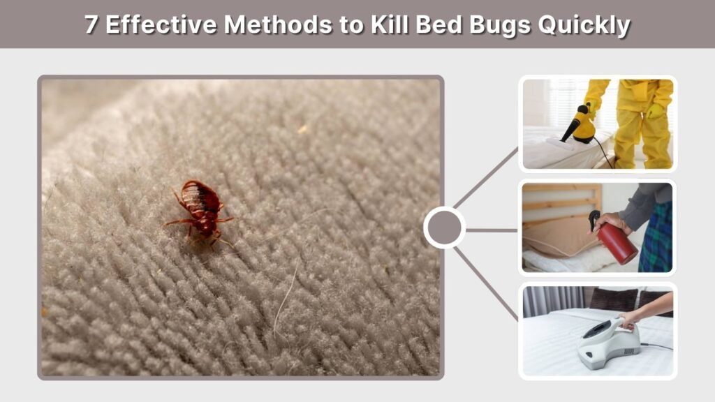 7 Effective Methods to Kill Bed Bugs Quickly