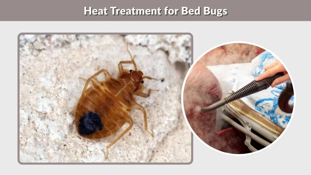 Heat Treatment for Bed Bugs