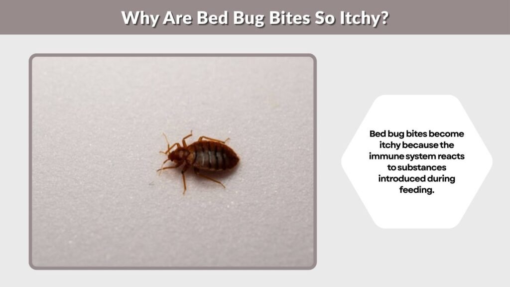 Why Are Bed Bug Bites So Itchy?