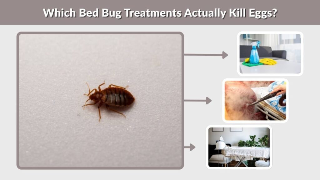 Which Bed Bug Treatments Actually Kill Eggs?