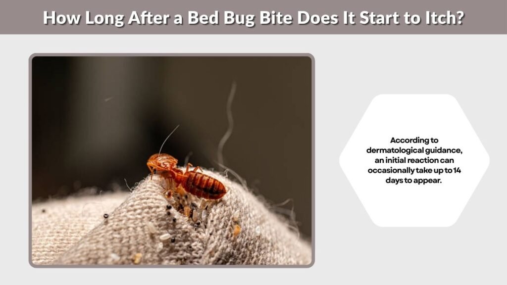 How Long After a Bed Bug Bite Does It Start to Itch?