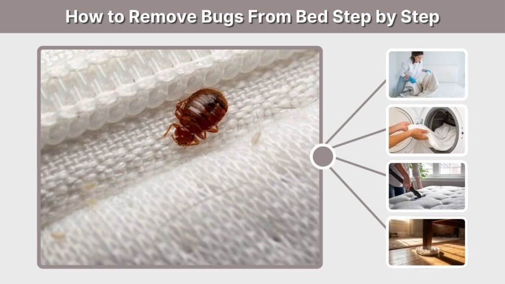 How to Remove Bugs From Bed Step by Step