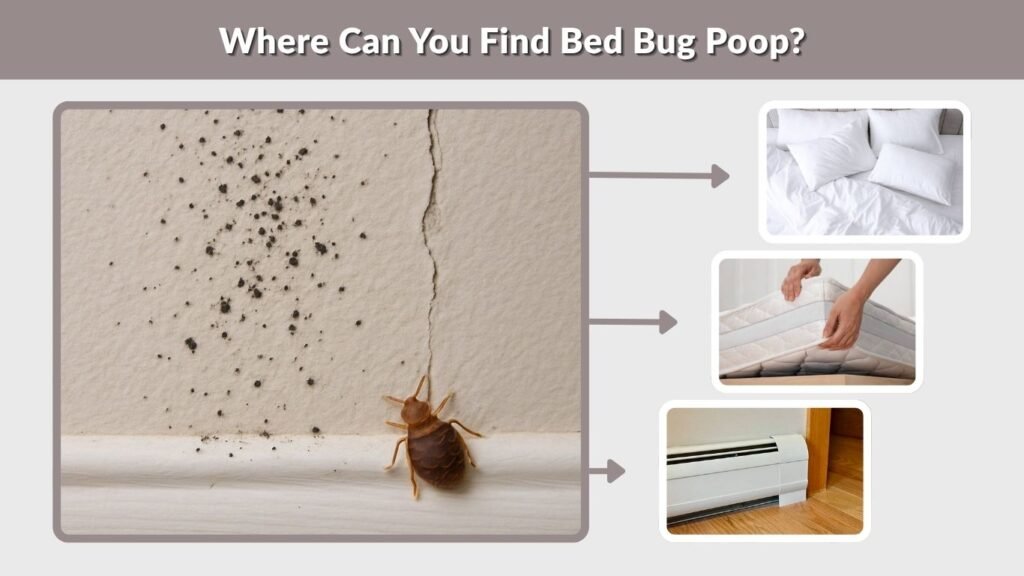 Where Can You Find Bed Bug Poop?