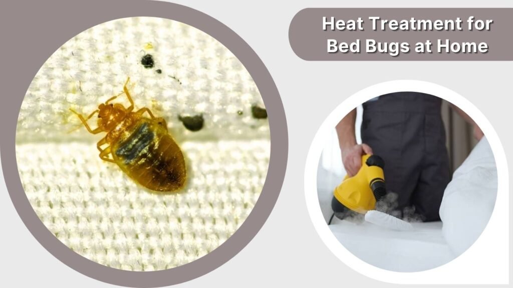 Labelled Insects Bed Bugs Treatment at Home: Methods That Actually Work