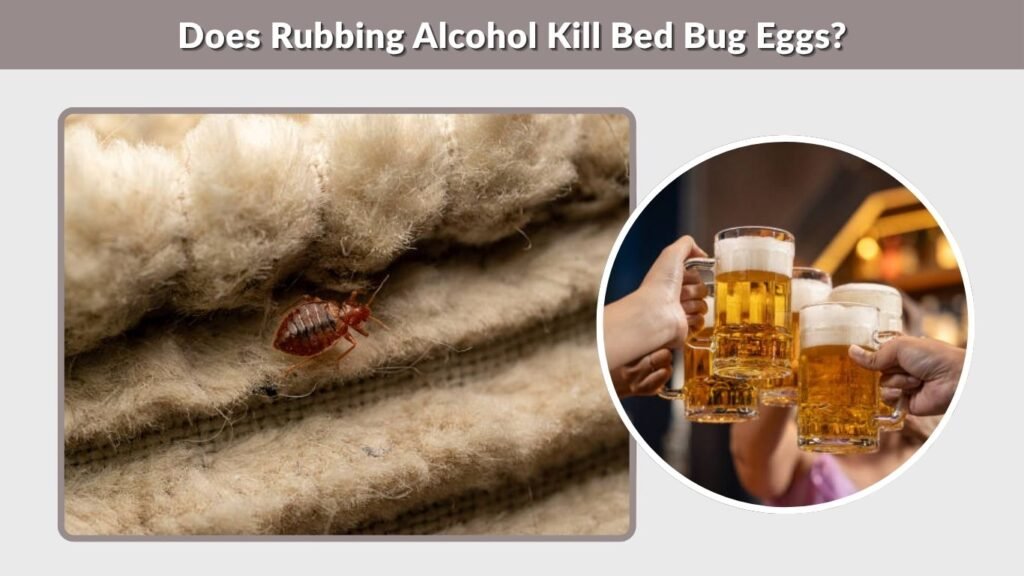 Does Rubbing Alcohol Kill Bed Bug Eggs?