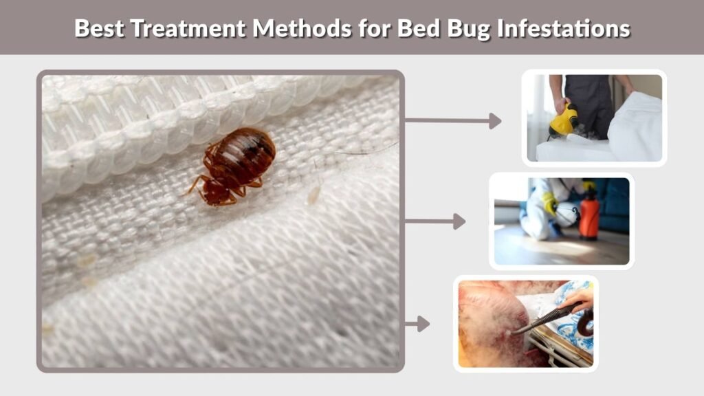 Best Treatment Methods for Bed Bug Infestations