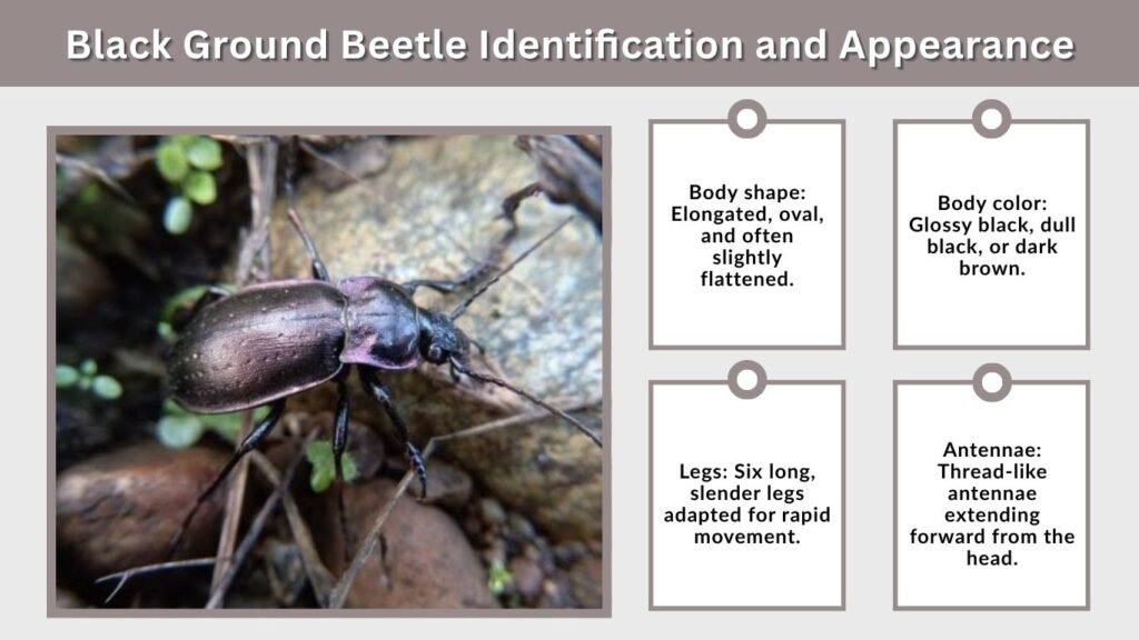 Black Ground Beetle Identification and Appearance