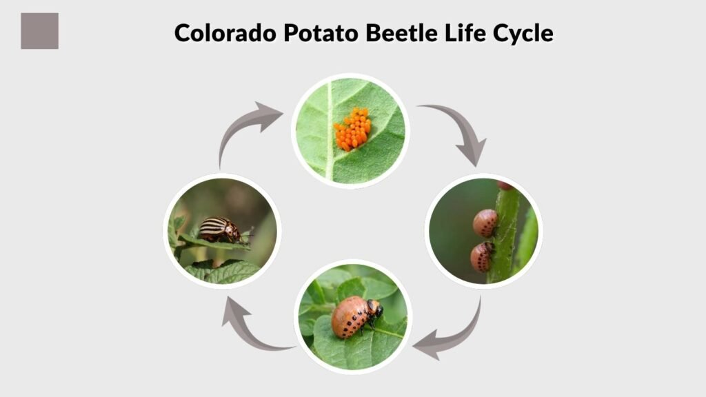 Colorado Potato Beetle Life Cycle
