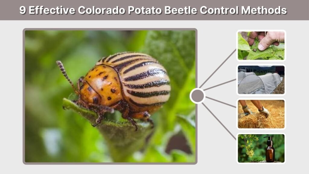9 Effective Colorado Potato Beetle Control Methods