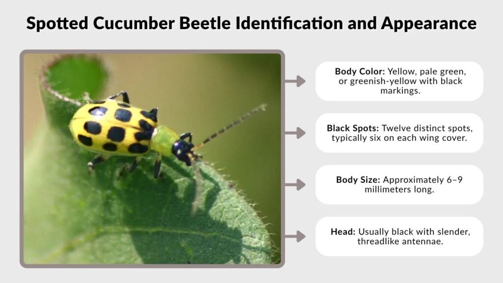 Spotted Cucumber Beetle Identification and Appearance