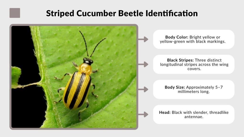 Striped Cucumber Beetle Identification