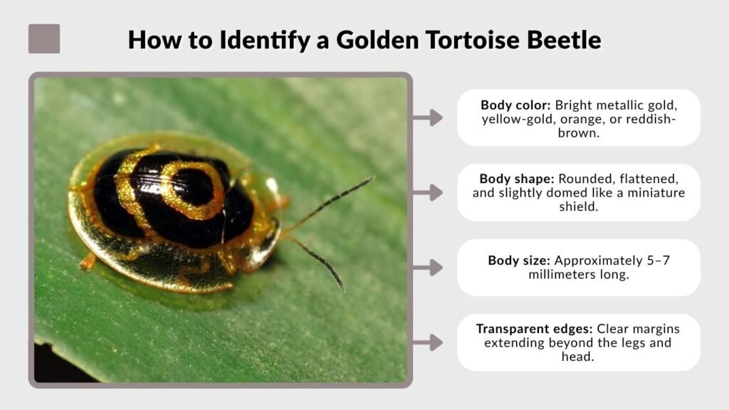 How to Identify a Golden Tortoise Beetle