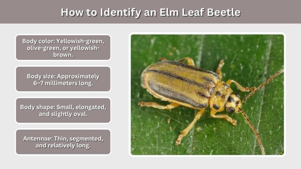 How to Identify an Elm Leaf Beetle