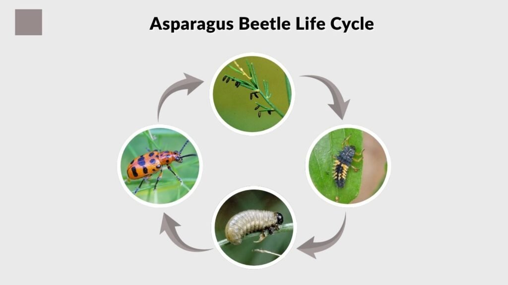 Asparagus Beetle Life Cycle