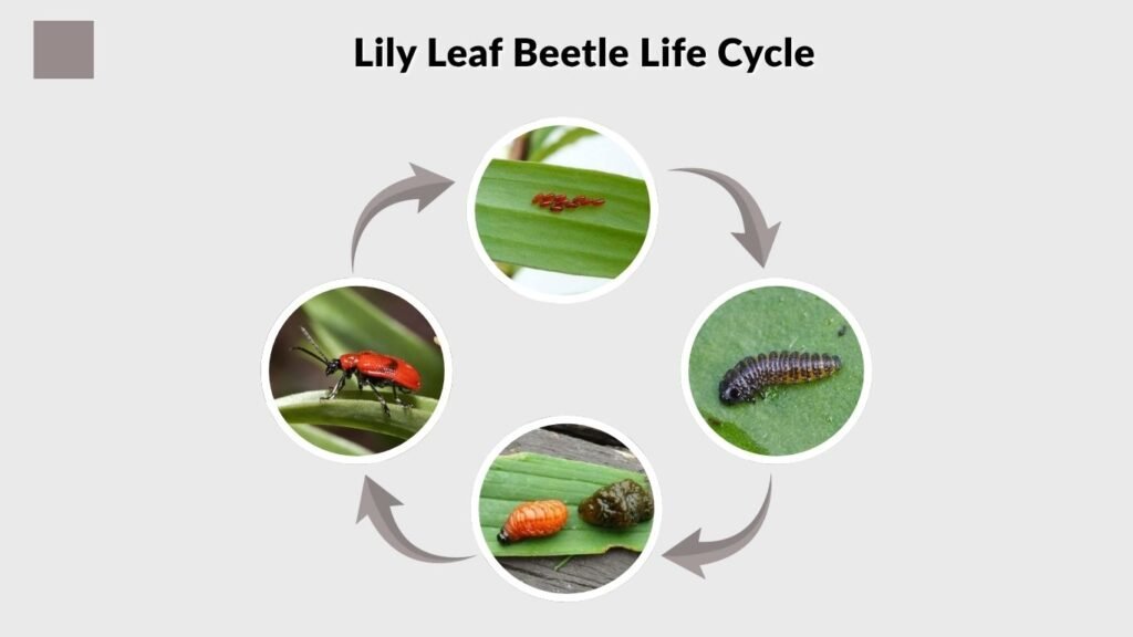 Lily Leaf Beetle Life Cycle