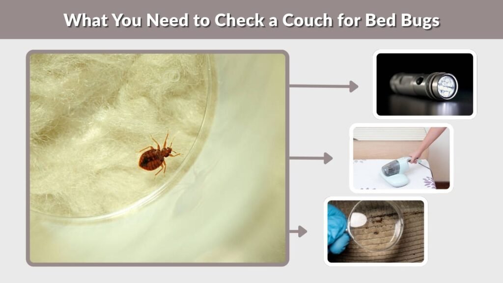 Magnifying Small Insects How to Check for Bed Bugs on Couch: 7 Easy Steps