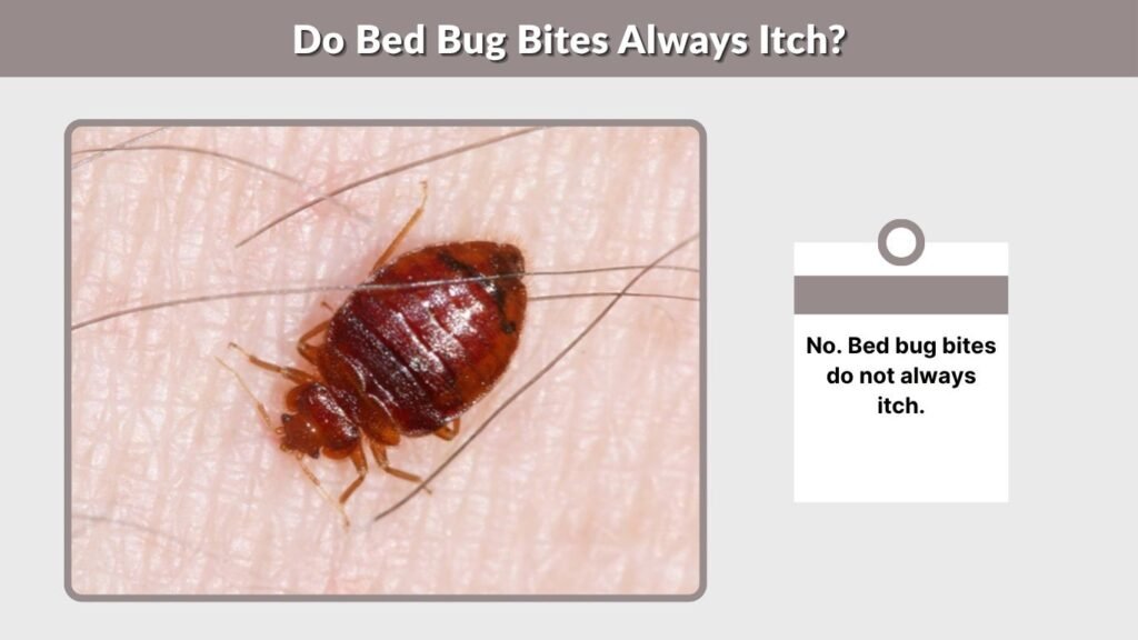 Do Bed Bug Bites Always Itch?