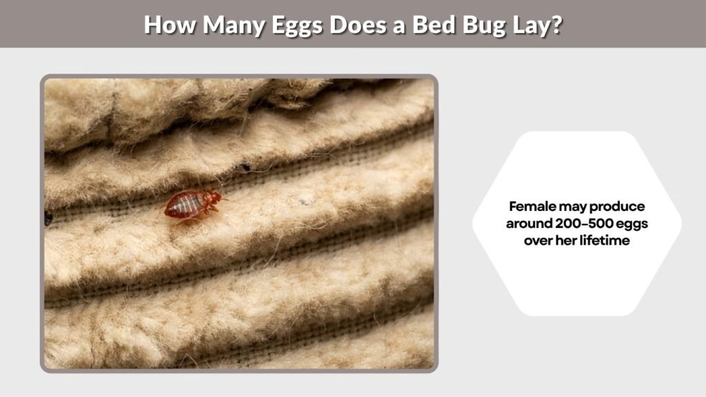 How Many Eggs Does a Bed Bug Lay?