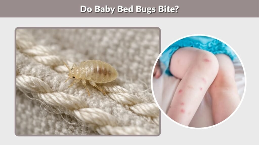 Do Baby Bed Bugs Bite?