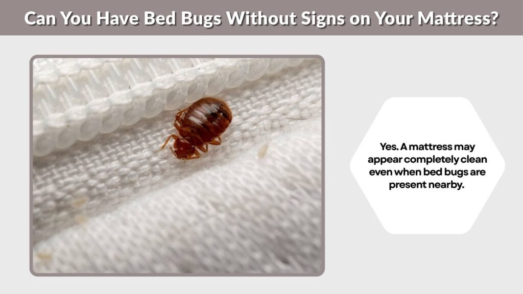 Can You Have Bed Bugs Without Signs on Your Mattress?