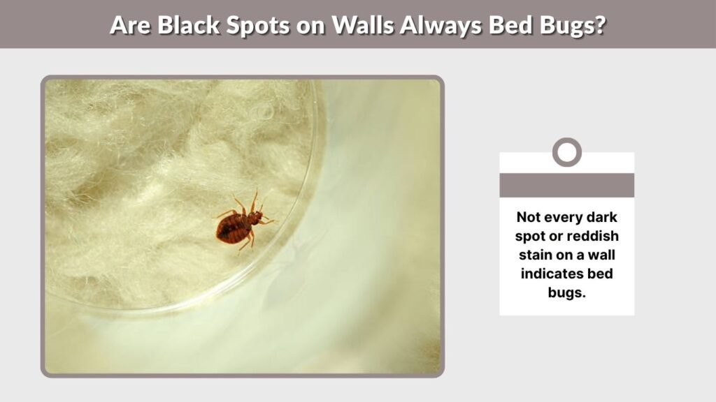 Are Black Spots on Walls Always Bed Bugs?