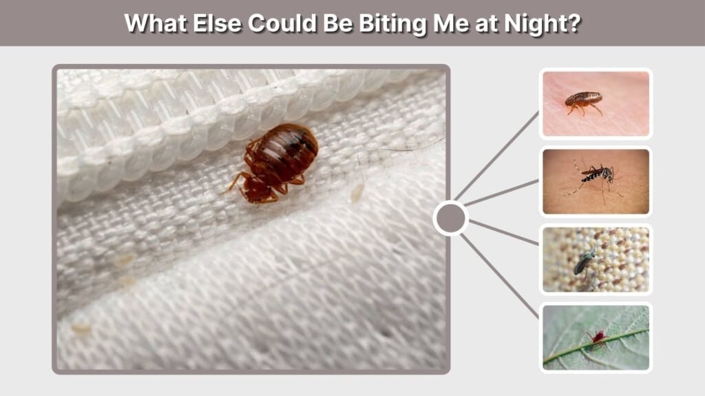What Else Could Be Biting Me at Night?