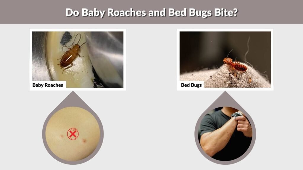 Do Baby Roaches and Bed Bugs Bite?