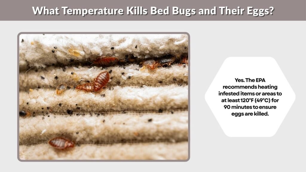 What Temperature Kills Bed Bugs and Their Eggs?
