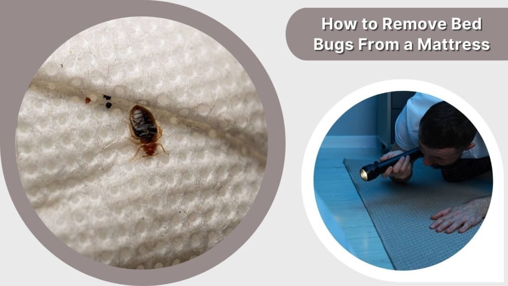 How to Remove Bed Bugs From a Mattress