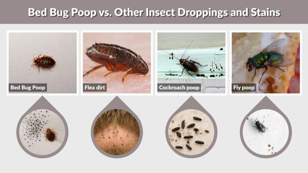 Bed Bug Poop vs. Other Insect Droppings and Stains
