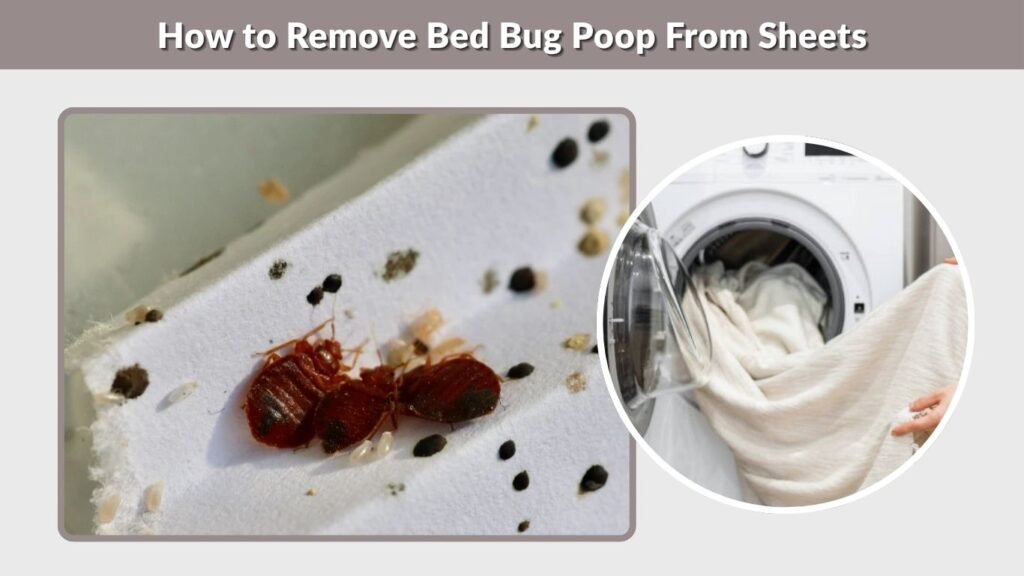 How to Remove Bed Bug Poop From Sheets