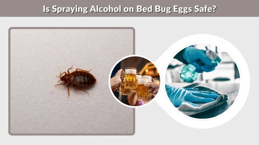 Is Spraying Alcohol on Bed Bug Eggs Safe?