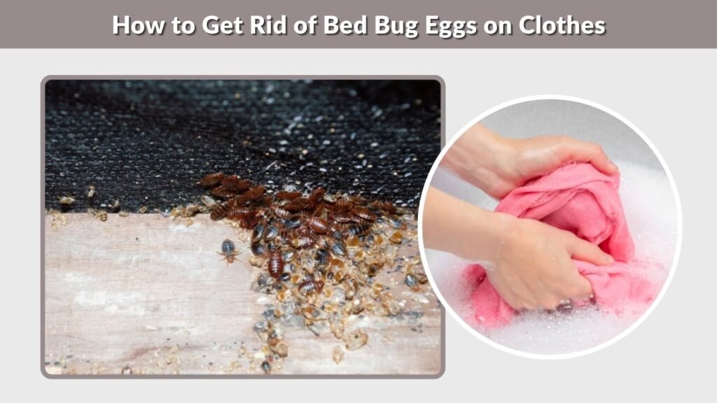How to Get Rid of Bed Bug Eggs on Clothes