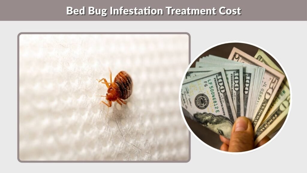 Bed Bug Infestation Treatment Cost