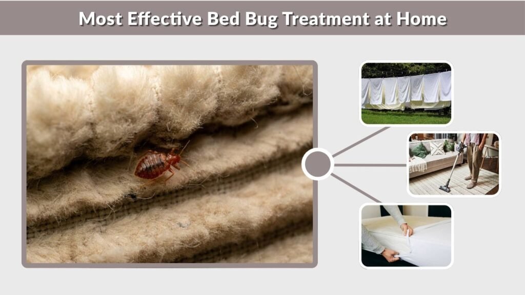 Most Effective Bed Bug Treatment at Home