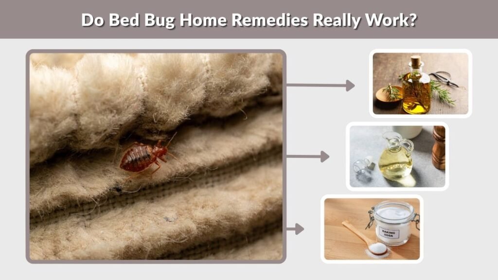 Do Bed Bug Home Remedies Really Work?