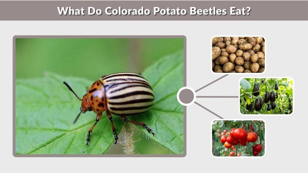 What Do Colorado Potato Beetles Eat?
