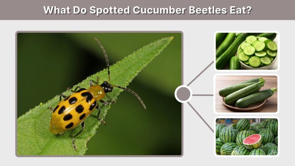 What Do Spotted Cucumber Beetles Eat?