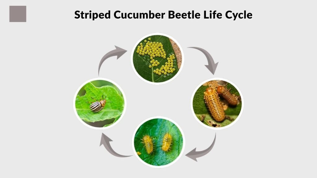 Striped Cucumber Beetle Life Cycle